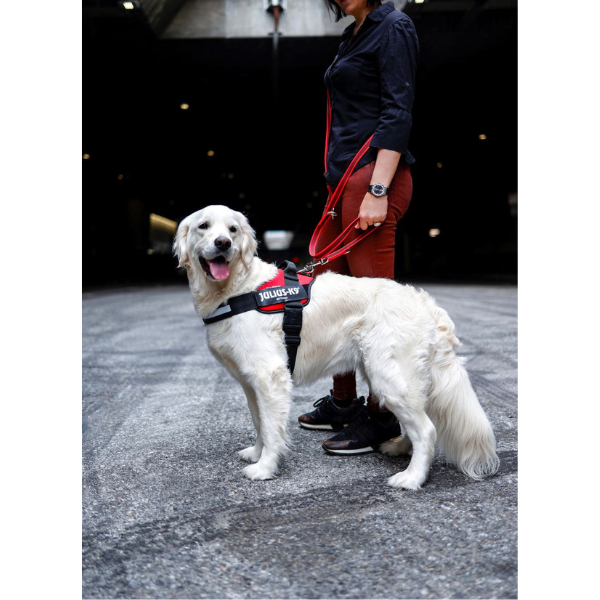 ユリウス　グリップリード・アジャスタブル レッド ※ハーネスは別売