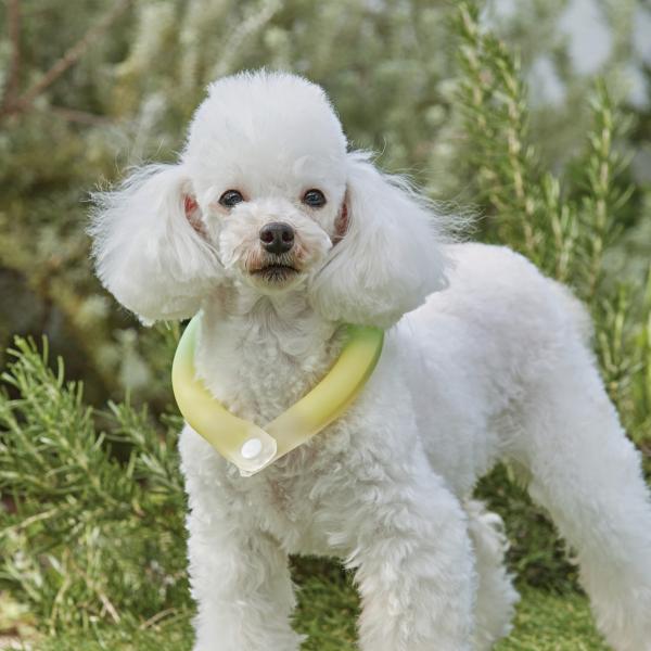 虫よけ蓄光ネッククールカラー S・ミントレモン