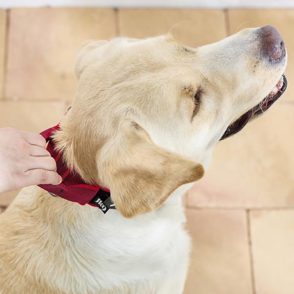 ユリウスＫ９  カラー＆グレイ首輪 便利なハンドル付き※幅4.0以上のみ。
