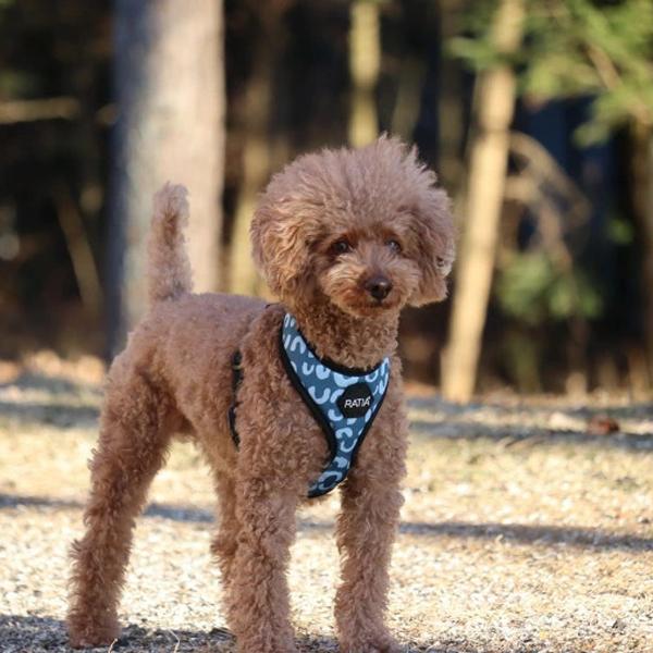 ラティア×ハクサン　ベーシックライトハーネス ヌリンクリン×ライトネイビー