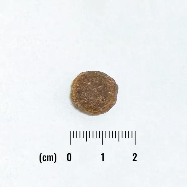 ナチュラルバランス　ＬＩＤ　グレインフリー　成犬用サーモン＆スイートポテト 