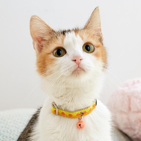 キャットボンボンカラー オレンジ