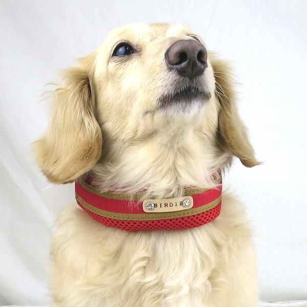 BIRDIE(バーディ) ラッセルクッションカラー レッド