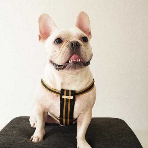 BIRDIE(バーディ) ラッセルクッションハーネス ブラック