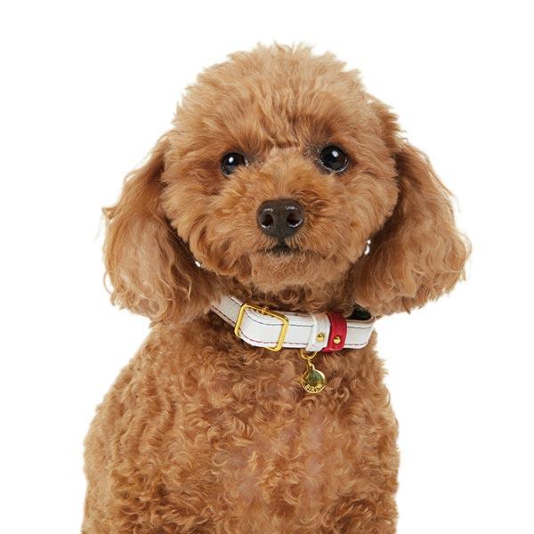 BIRDIE（バーディ）ジェントルレザーカラー ホワイト