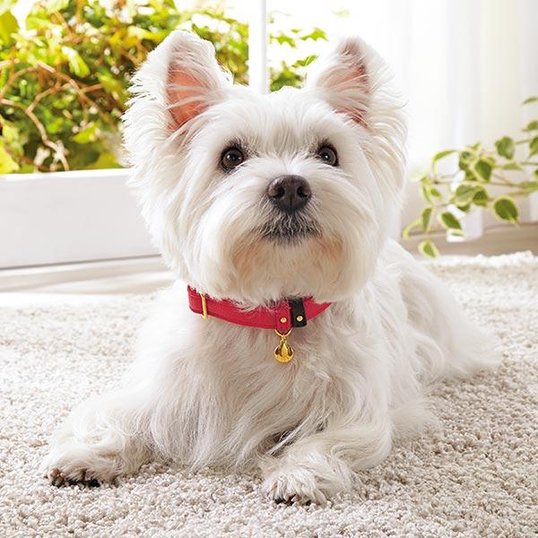 BIRDIE（バーディ）ジェントルレザーカラー レッド