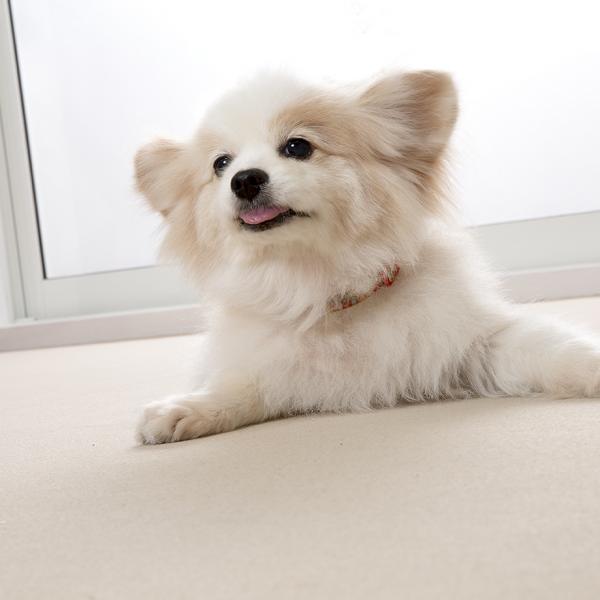 ピタッと吸着お掃除ラクラクマット 