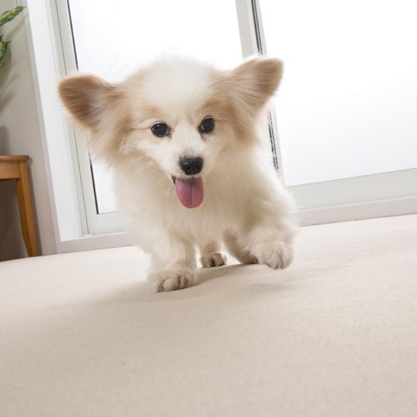 ピタッと吸着お掃除ラクラクマット 