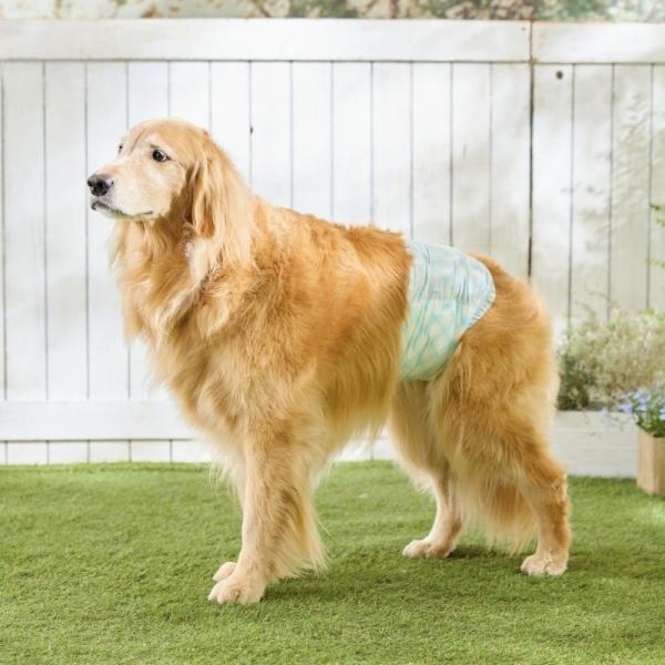 男の子用マナーおむつおしっこ用 62～76cm使用