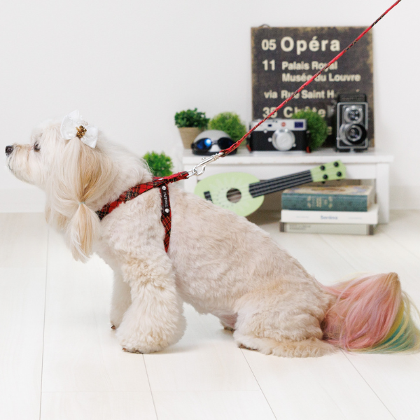 Toto&Pal(トトパル)　ロイヤルタータンチェックリード レッド  ※ハーネスは別売りです