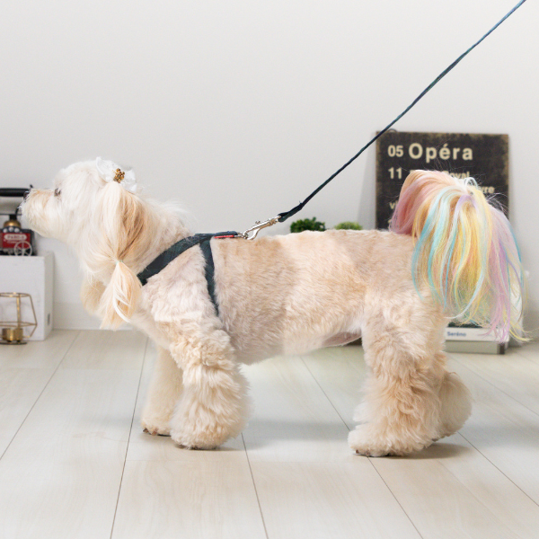Toto&Pal(トトパル)　ロイヤルタータンチェックリード ネイビー  ※ハーネスは別売りです