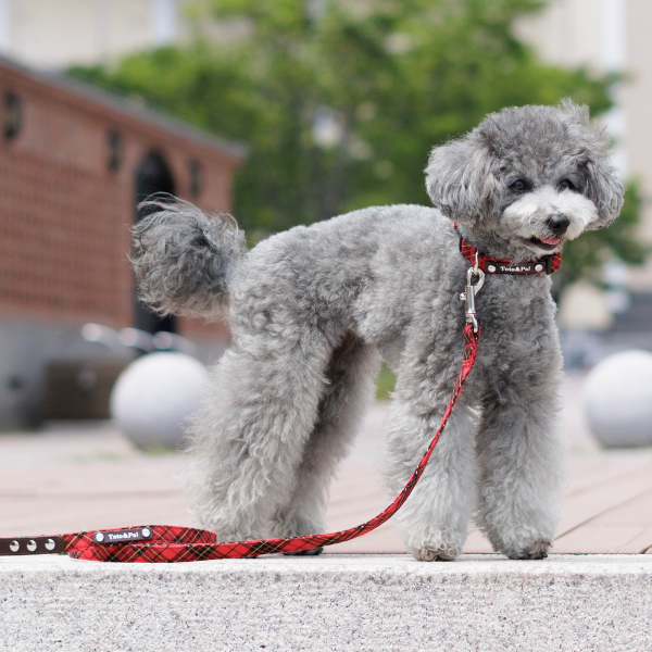 Toto&Pal(トトパル)　ロイヤルタータンチェックリード レッド  ※ハーネスは別売りです