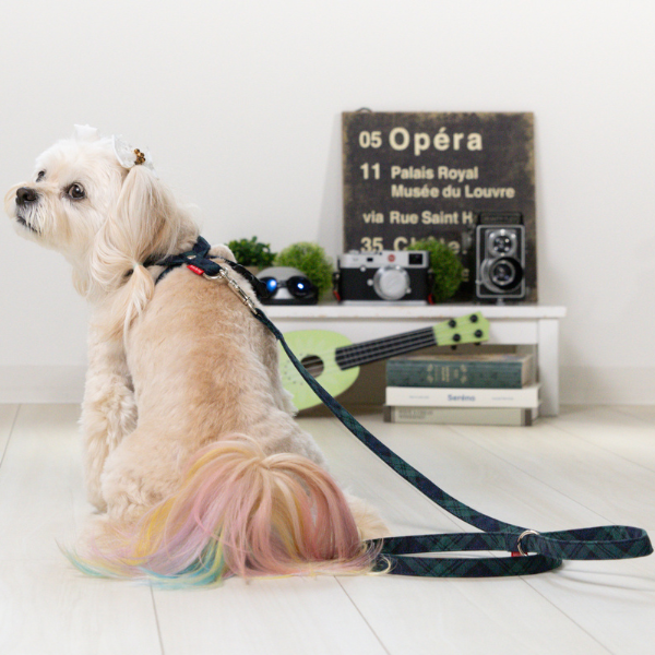 Toto&Pal(トトパル)　ロイヤルタータンチェックリード ネイビー ※ハーネスは別売りです。