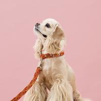 Toto&Pal（トトパル） カラフルブレードカラー (犬 首輪 小型犬 中型犬)