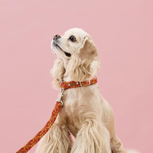 Toto&Pal（トトパル） カラフルブレードカラー (犬 首輪 小型犬 中型犬) ホット/※リードは別売り。