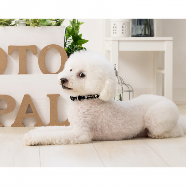 Toto&Pal(トトパル)　ソフトカラー ネイビー