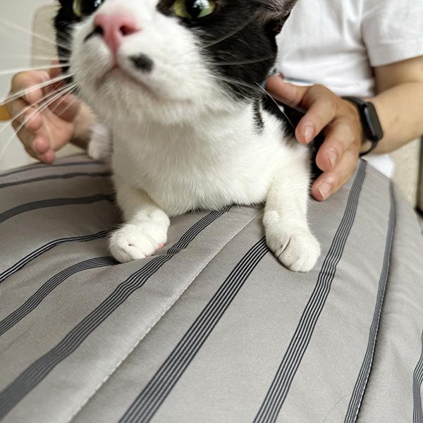 コットン＆抜け毛が刺さらない生地　リバーシブルブランケット グレー