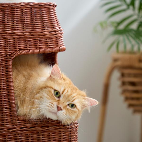 ３階建てラタン　キャットハウス 