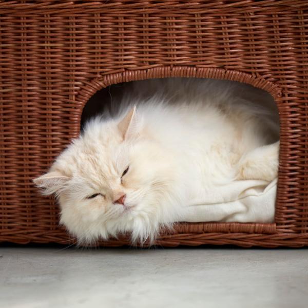 ３階建てラタン　キャットハウス 