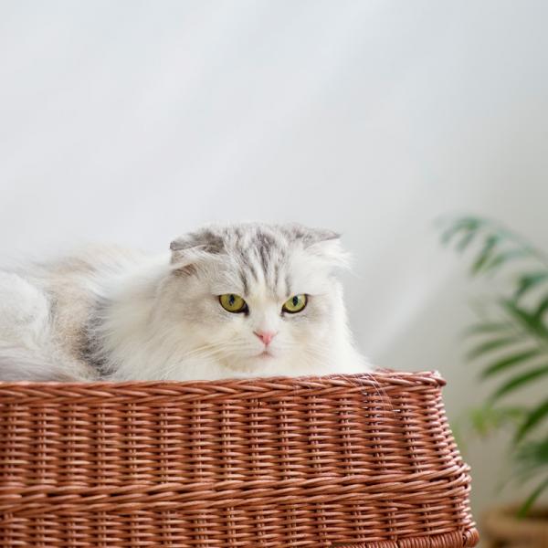 ３階建てラタン　キャットハウス 