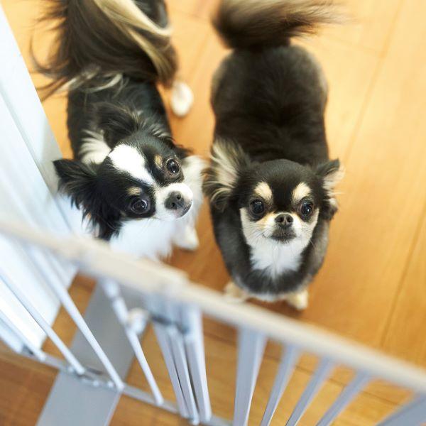 プチクール ペットゲート 