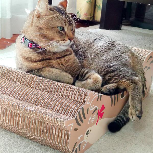 ごろん猫の爪とぎ キジトラ モニターさま