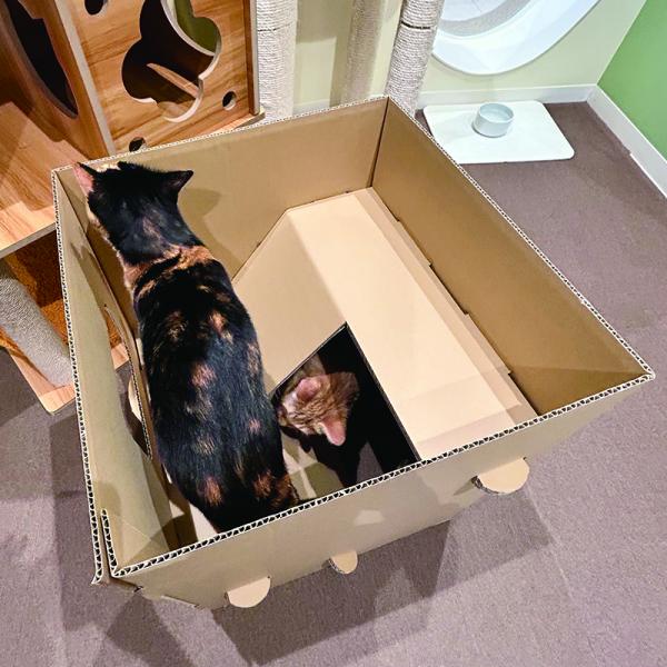 普通のダンボールより楽しいダンボールの小屋 企画途中の色柄です。