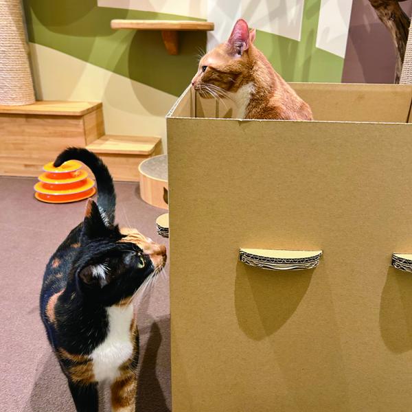 普通のダンボールより楽しいダンボールの小屋 企画途中の色柄です。