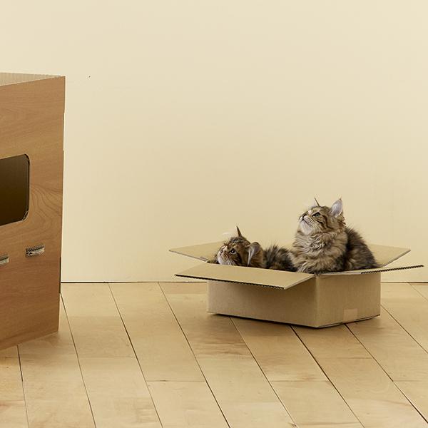 普通のダンボールより楽しいダンボールの小屋 こっちも楽しいけど、いいなぁ〜