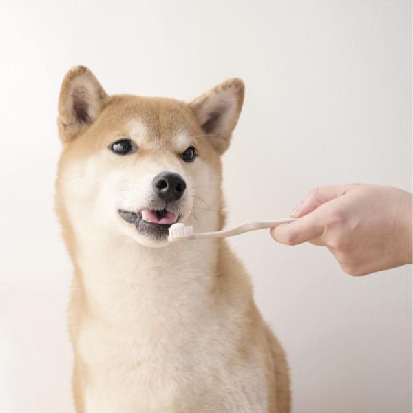 オーラバイオペースト　ＰＲＯ しっかりした粘度で歯ブラシにつけやすい。