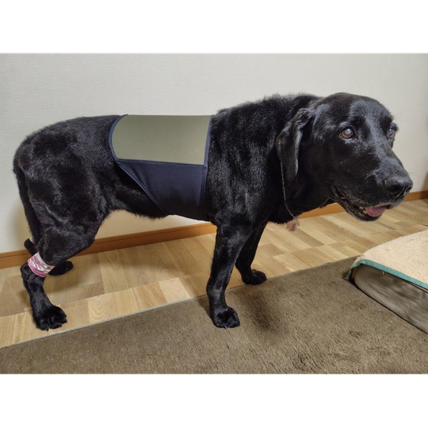 プロモサーモバックス Ｌサイズ着用