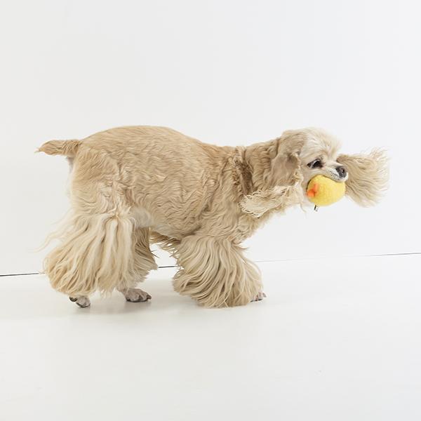 エビ天 トイ 逃げろー！！