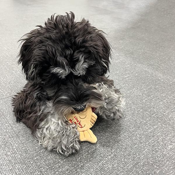 たい焼き トイ ガジガジしてみるスタッフ犬オリーちゃん