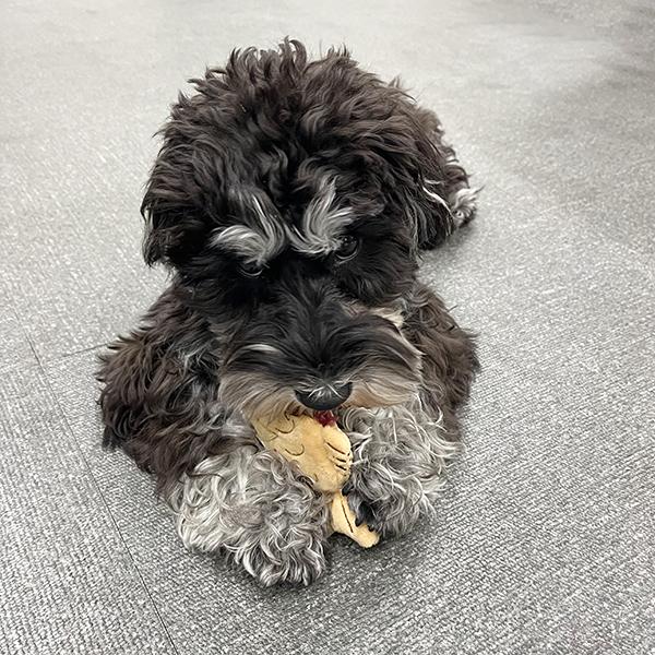 たい焼き トイ ガジガジたのしい♪