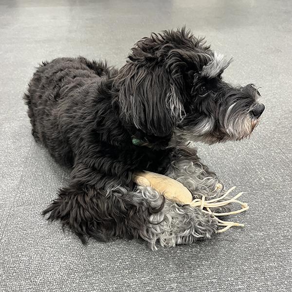 イカの一夜干し トイ お気に召した様子♪