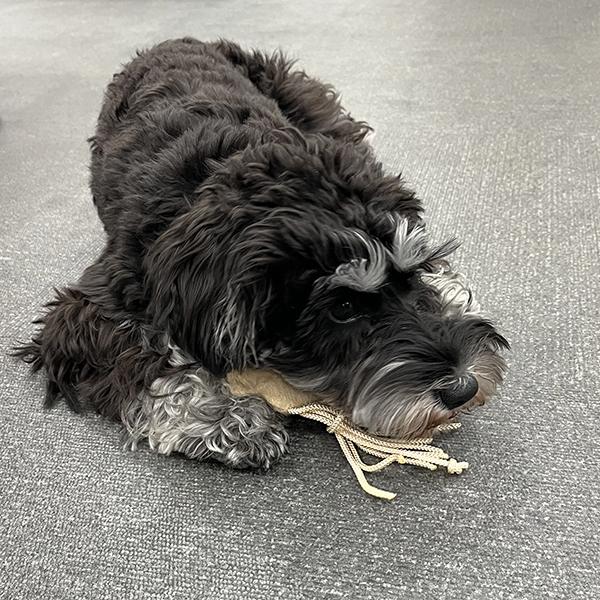 イカの一夜干し トイ ちょっと休憩