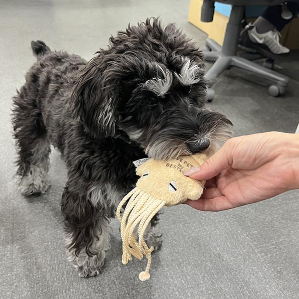 イカの一夜干し トイ なんだコレ？のスタッフ犬オリーちゃん