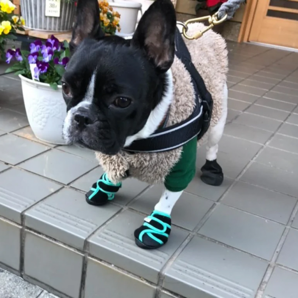 いぬたび Sサイズ着用
