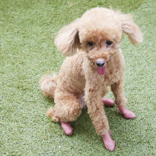 パウテクト（犬用オールシーズンブーツ） 