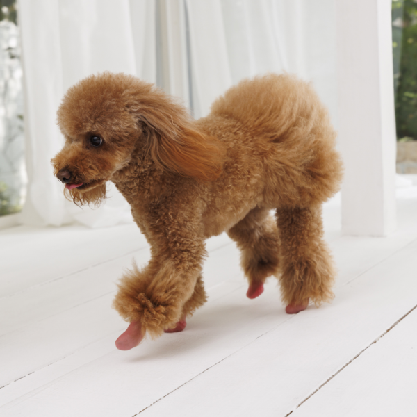 パウテクト（犬用オールシーズンブーツ） 