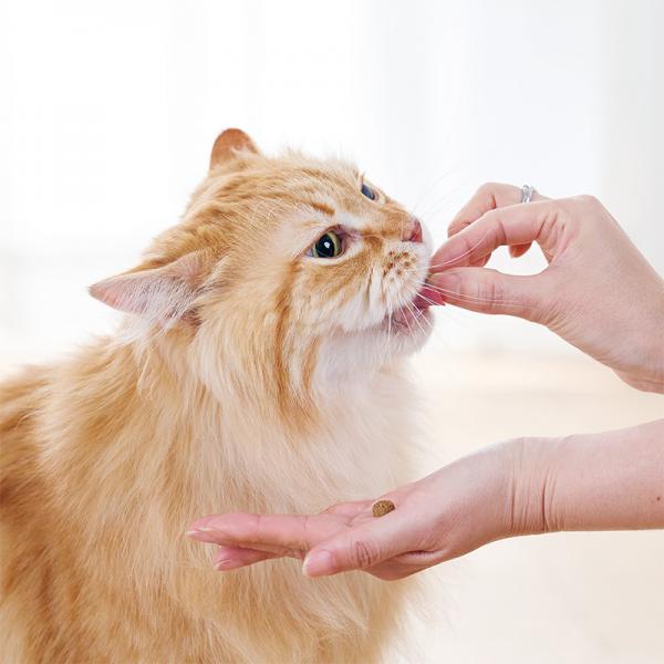 ウィムズィーズ 猫用 