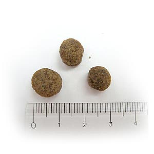 アボ・ダーム　シニア 