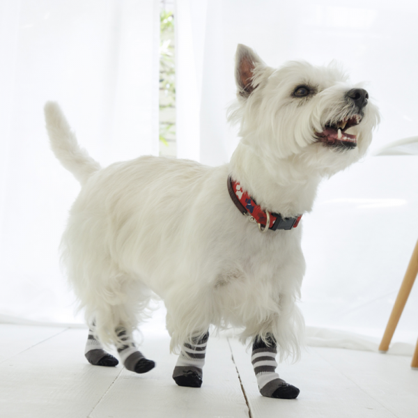 犬の靴下 スキッター オセロブラック／着用サイズ：前足S、後ろ足XS