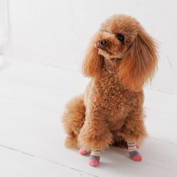 犬の靴下 スキッター ストーンピンク／着用サイズ：XS