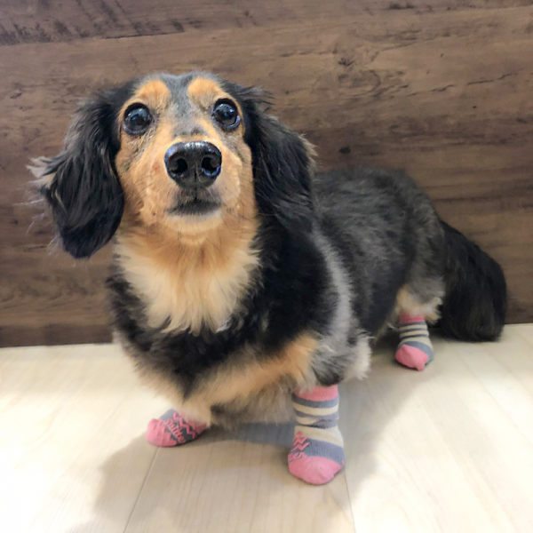 犬の靴下 スキッター ストーンピンク