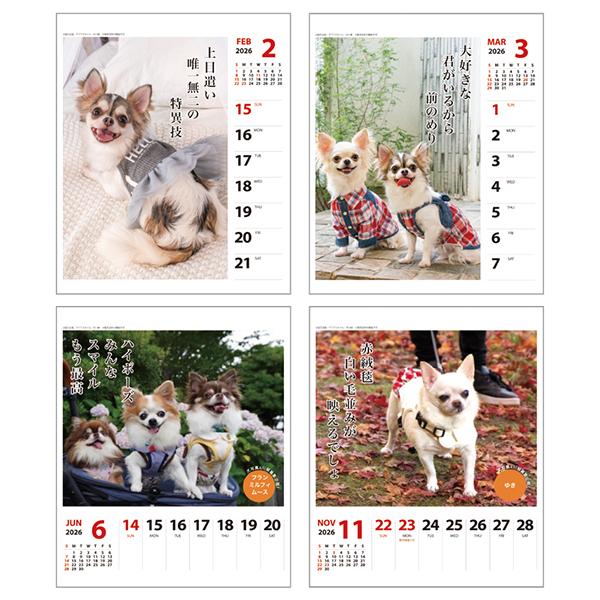 犬川柳カレンダー（週めくり）２０２６ チワワ