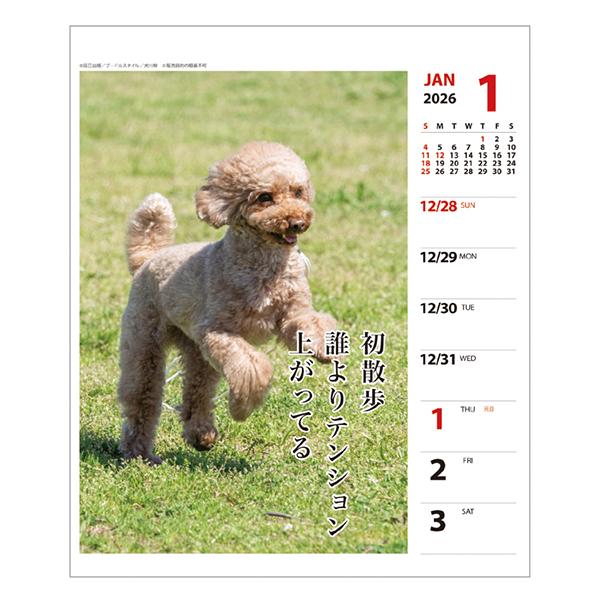犬川柳カレンダー（週めくり）２０２６ プードル
