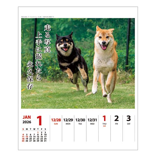 犬川柳カレンダー（週めくり）２０２６ 柴犬