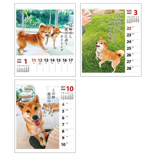 犬川柳カレンダー（週めくり）２０２６ 柴犬