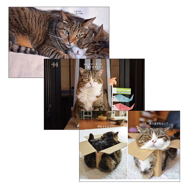 まるちゃんカレンダー２０２６ 壁掛け・中面